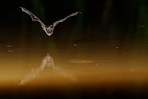 Western Barbastelle Bat (Barbastella barbastella) in flight low over water, mouth open to emit echolocating calls. France, Europe, July.
