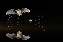 Kuhl's Pipistrelle Bat (Pipistrelle kuhlii) in flight low over water, with splash from drinking in flight. France, Europe, May.
