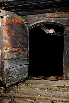 Lesser Horseshoe Bat (Rhinolophus hipposideros) flying into the attic space of a building. France, Europe, August.