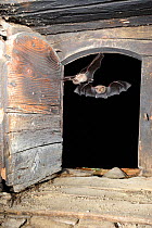 Lesser Horseshoe Bats (Rhinolophus hipposideros) flying into the attic space of a building. France, Europe, August.