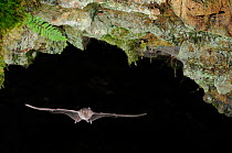 Greater Horseshoe Bat (Rhinolophus ferrumequinum) in flight near cave ceiling. France Europe, October.