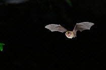 Mediterranean Horseshoe Bat (Rhinolophus euryale) in flight. France, Europe, August.
