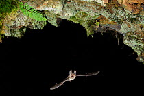 Grey Long Eared Bat (Plecotus austriacus) in flight in cave. France, Europe, October.