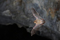 Schreiber's Long Fingered Bat (Miniopterus schreibersii) in flight in cave. France, Europe, August.