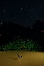 Whiskered Bat (Myotis mystacinus) drinking from water in flight, with star-trails in night sky. France, Europe, August.
