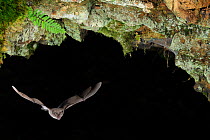 Greater Horseshoe Bat (Rhinolophus ferrumequinum) in flight in cave. France, Europe, October.