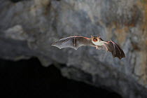 Lesser Mouse Eared Bat (Myotis blythii) in flight in cave. France, Europe, August.