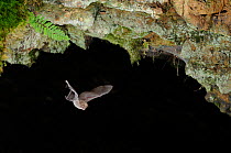 Lesser Horseshoe bat (Rhinolophus hipposideros) in flight in cave. France, Europe, August.