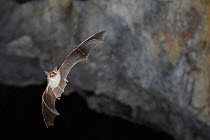 Lesser Mouse Eared Bat (Myotis blythii) in flight in cave. France, Europe, August.
