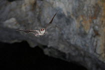 Schreiber's Long Fingered Bat (Miniopterus schreibersii) in flight in cave. France, Europe, August.