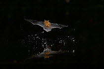 Kuhl's Pipistrelle Bat (Pipistrelle kuhlii) in flight over water, with splash from drinking in flight. France, Europe, August.