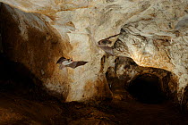 Natterer's Bats (Myotis nattereri) in flight in cave. France, Europe, September.