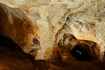 Bechstein's Bat (Myotis bechsteinii) in flight in cave. France, Europe, August.