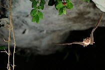 Mediterranean Horseshoe Bat (Rhinolophus euryale) in flight in cave. France, Europe, August.