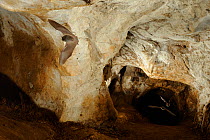 Bechstein's Bats (Myotis bechsteinii) in flight in cave. France, Europe, August.