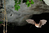 Mediterranean Horseshoe Bat (Rhinolophus euryale) in flight in cave. France, Europe, August.