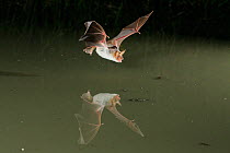 Lesser Mouse Eared Bat (Myotis blythii) in flight low over water, mouth open to emit echolocating calls. France, Europe, July.