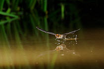 Kuhl's Pipistrelle Bat (Pipistrellus kuhlii) in flight low over water, drinking in flight France, Europe, July.