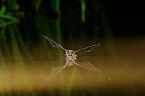Whiskered Bat (Myotis mystacinus) in flight low over water, drinking in flight. France, Europe, July.