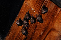 Lesser Horseshoes Bats (Rhinolophus hipposideron) with young roosting in attic. France, Europe, August.