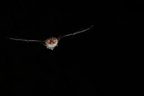 Daubenton's Bat (Myotis daubentoni) in flight at night. France, Europe, September.