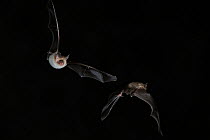 Two Bechstein's Bat (Myotis bechsteinii) in flight at night, mouth open to emit echolocating calls. France, Europe, September.