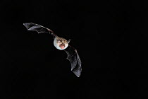 Bechstein's Bat (Myotis bechsteinii) in flight at night, mouth open to emit echolocating calls. France, Europe, September.