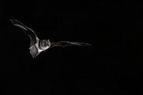 Western Barbastelle Bat (Barbastella barbastella) in flight at night. France, Europe, July.