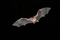 Greater Horseshoe Bat (Rhinolophus ferrumequinum) in flight at night, mouth open to emit echolocating calls. France, Europe, September.