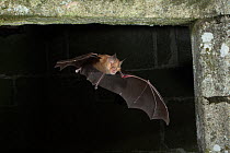 Greater Horseshoe Bat (Rhinolophus ferrumequinum) in flight into building, mouth open to emit echolocating calls. France, Europe, September.