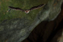 Bechstein's Bat (Myotis bechsteinii) in flight in cave, mouth open to emit echolocating calls. France, Europe, September.