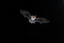 Bechstein's Bat (Myotis bechsteinii) in flight with mouth open to emit echolocating calls. France, Europe, September.