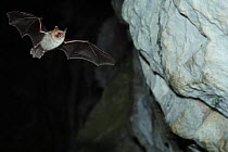 Natterer's Bat (Myotis nattereri) in flight in cave with mouth open to emit echolocating calls. France, Europe, September.
