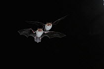 Two Natterer's Bat (Myotis nattereri) in flight in at night with mouth open to emit echolocating calls. France, Europe, September.