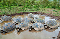 Volcan Alcedo giant tortoise (Chelonoidis nigra vandenburghi) group in muddy water, possibly for thermoregulation or control of parasites, Isabela Island, Galapagos