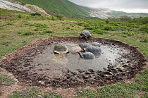 Volcan Alcedo giant tortoise (Chelonoidis nigra vandenburghi) group in muddy pool, possibly for thermoregulation or control of parasites, Isabela Island, Galapagos