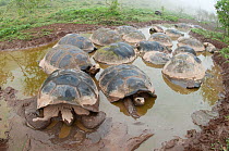 Volcan Alcedo giant tortoise (Chelonoidis nigra vandenburghi) wallowing in muddy rain pools on caldera floor  possibly for thermoregulation or to deter parasites, Isabela island, Galapagos