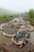 Volcan Alcedo giant tortoise (Chelonoidis nigra vandenburghi) wallowing in rain pools on caldera floor,  possibly for thermoregulation or to deter parasites, Alcedo Volcano, Isabela Island, Galapagos