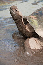 Volcan Alcedo giant tortoises (Chelonoidis nigra vandenburghi) wallowing in muddy water,  possibly for thermoregulation or to deter parasites, Alcedo Volcano, Isabela Island, Galapagos