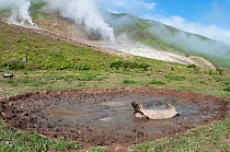 Volcan Alcedo giant tortoises (Chelonoidis nigra vandenburghi) wallowing in a muddy pool,  possibly for thermoregulation or to deter parasites, with sulphur fumaroles, Alcedo Volcano, Isabela Island,...