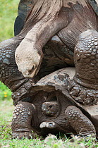 Volcan Alcedo giant tortoises (Chelonoidis nigra vandenburghi) mating pair, Isabela island, Galapagos