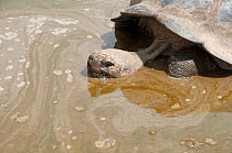 Volcan Alcedo giant tortoise(Chelonoidis nigra vandenburghi) in muddy water, possibly for thermoregulation or to deter parasites, Isabela Island, Galapagos