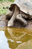 Alcedo giant tortoise (Chelonoidis nigra vandenburghi) drinking from pool of water, Isabela Island, Galapagos