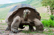 Volcan Alcedo giant tortoises (Chelonoidis nigra vandenburghi) portrait, Isabela Island, Galapagos