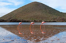 American flamingo (Phoenicopterus ruber) feeding in water with hill in background. Floreana Island, Galapagos, Ecuador, June.