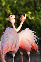 American flamingo (Phoenicopterus ruber) by water, interacting in social behviour. Floreana Island, Galapagos, Ecuador, June.