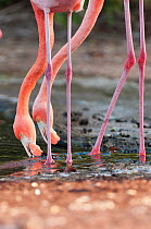 American flamingo (Phoenicopterus ruber) feeding from water surface. Floreana Island, Galapagos, Ecuador, June.