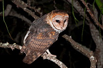 Galapagos Barn Owl (Tyto alba punctatissima) perched at night. Galapagos Islands, Ecuador, October.