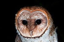 Galapagos Barn Owl (Tyto alba punctatissima) portrait. Galapagos Islands, Ecuador, October.