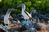 Blue-footed Boobies (Sula nebouxii) on guano covered rocks. Santa Cruz Island, Galapagos, June.